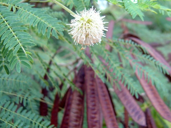 Leucaena leucocephala flower