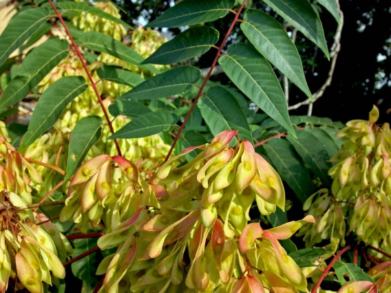 Ailanthus altissima (tree-of-heaven) seeds