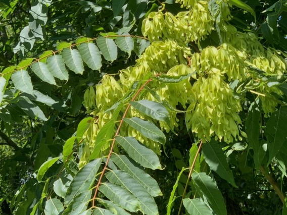 Ailanthus altissima (tree-of-heaven)