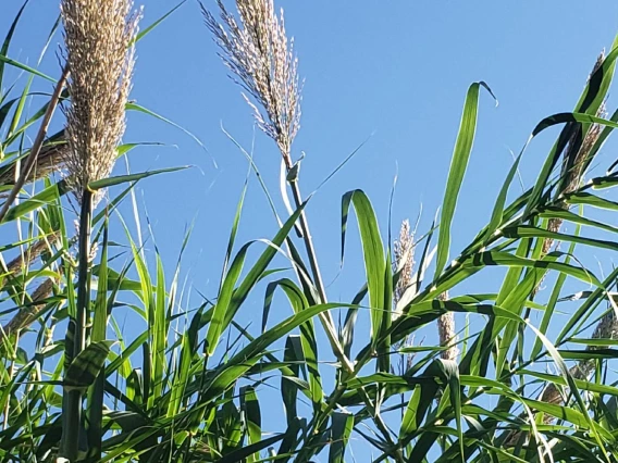 Arundo donax