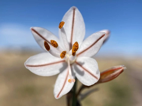 Asphodelus fistulosus flower