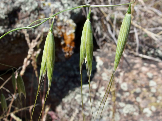 Avena fatua