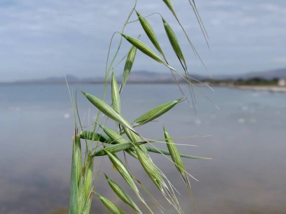 Avena fatua