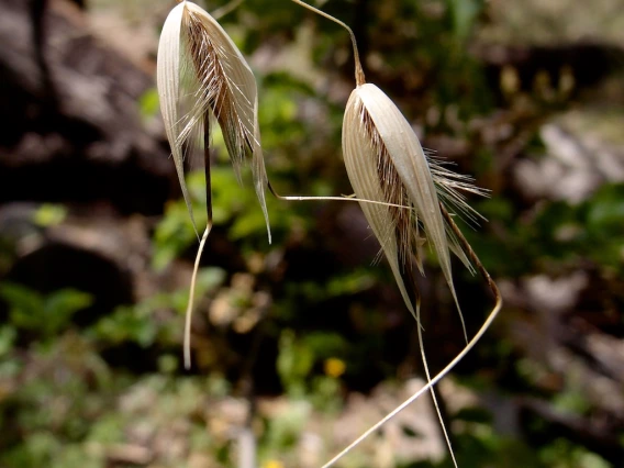 Avena fatua