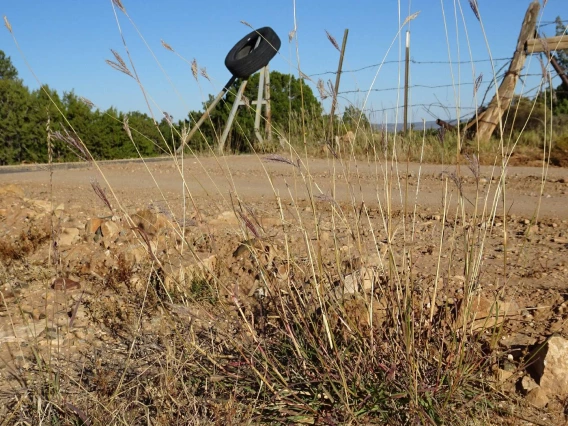 Bothriochloa Ischaemum (Yellow bluestem grass)