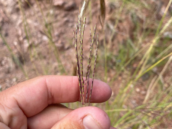 Bothriochloa Ischaemum (Yellow bluestem grass)