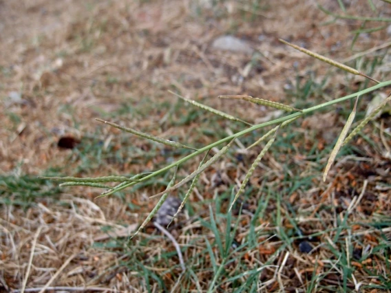 Brassica tournefortii Seed pod