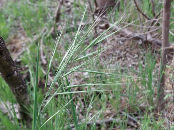 Bromus diandrus head