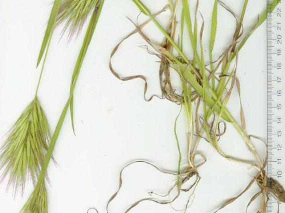 Bromus rubens