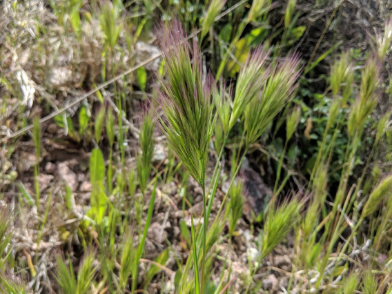 Bromus rubens