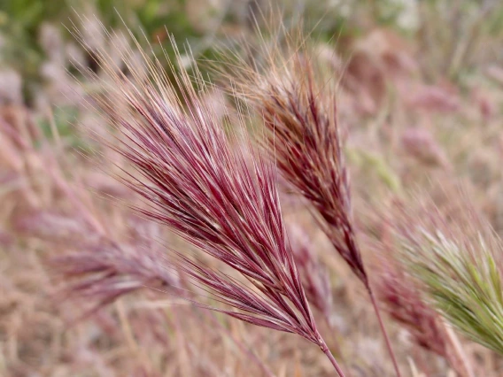 Bromus rubens mature seed head