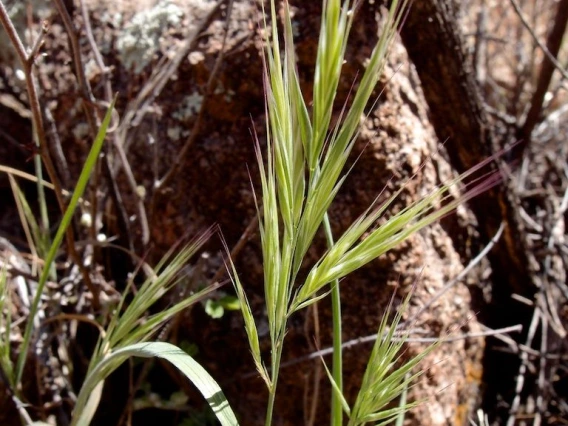 Bromus rubens seed head