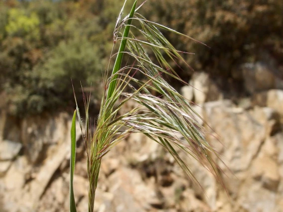 Bromus tectorum (cheatgrass)