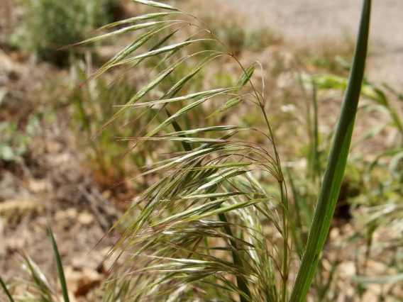 Bromus tectorum (cheatgrass)