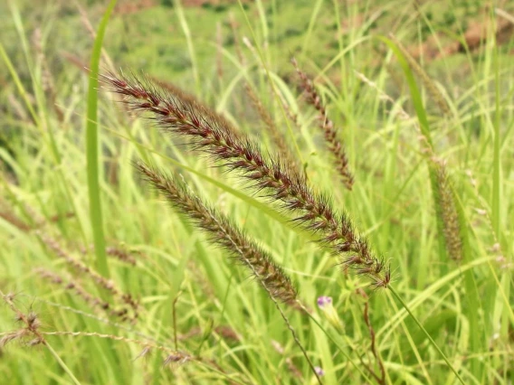 Cenchrus ciliaris seed head