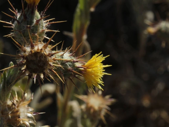 Centaurea melitensis