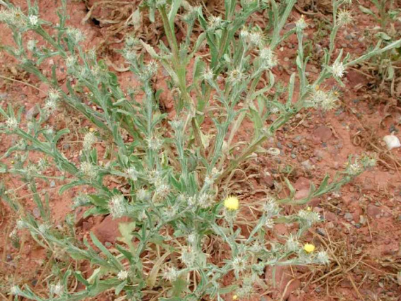 Centaurea melitensis full plant