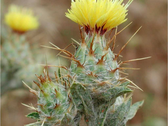 Centaurea melitensis