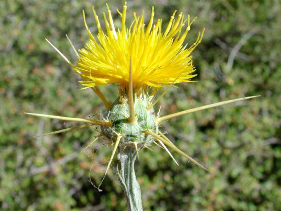 Centaurea solstitialis (yellow starthistle) flower