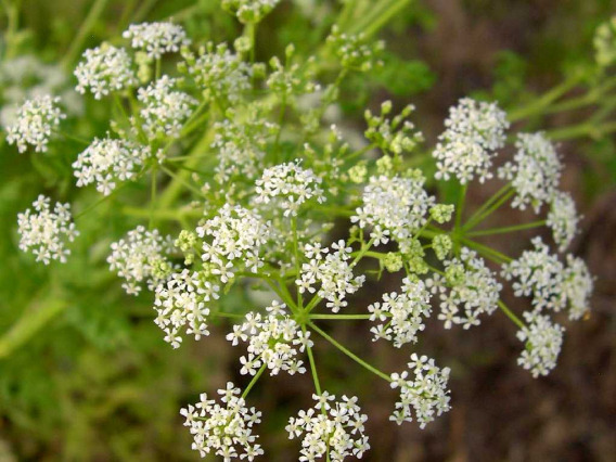 Conium maculatum (poison hemlock) flowers