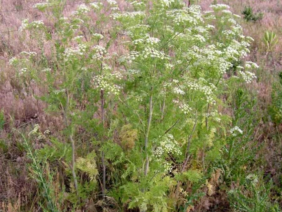 Conium maculatum (poison hemlock)