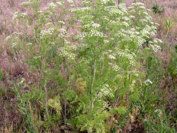 Conium maculatum (poison hemlock)