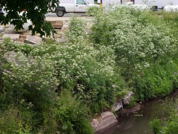 Conium maculatum (poison hemlock) habitat