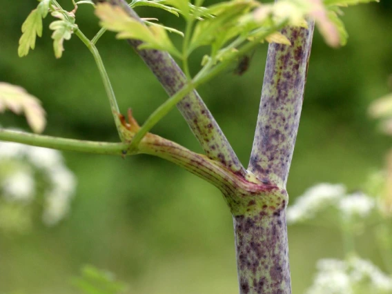 Conium maculatum (poison hemlock) stem