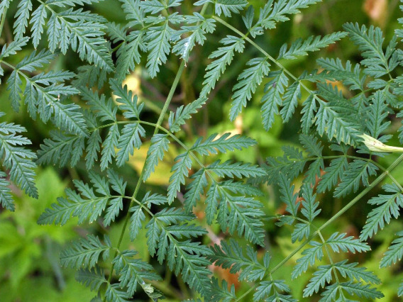 Conium maculatum (poison hemlock) leaves