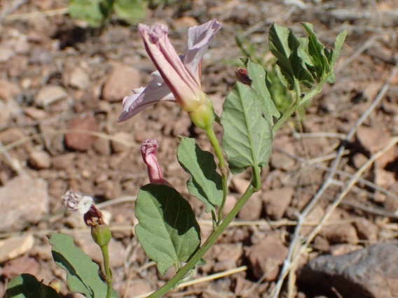 Convolvulus arvensis (field bindweed)