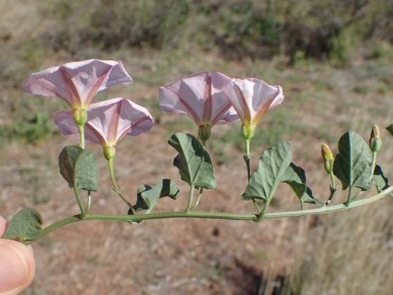 Convolvulus arvensis (field bindweed)