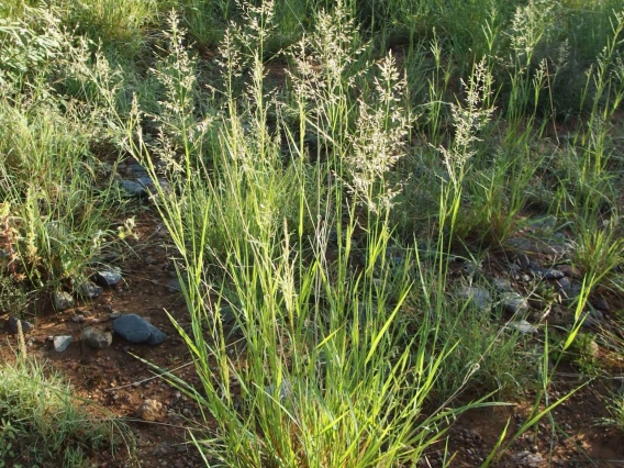 Eragrostis lehmanniana