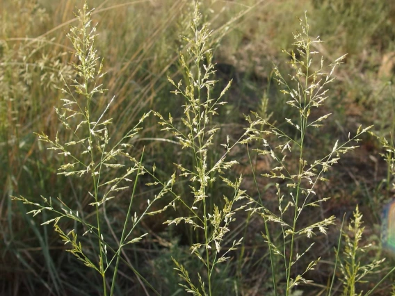 Eragrostis lehmanniana inflorescence