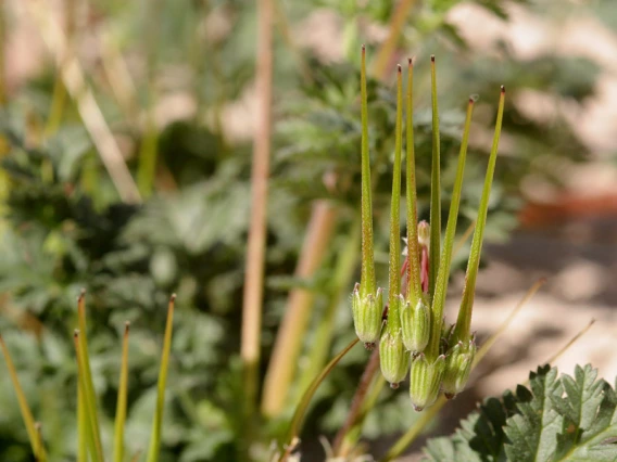 Erodium cicutarium (filaree)