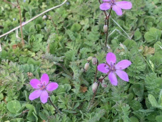 Erodium cicutarium (filaree) flowers