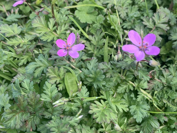 Erodium cicutarium (filaree) flowers