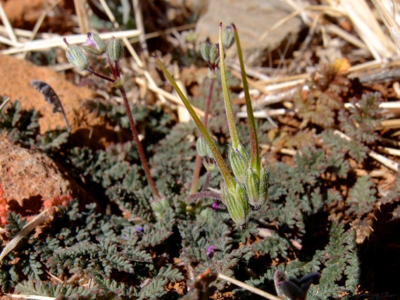 Erodium cicutarium (filaree)