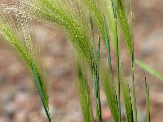 Hordeum jubatum (foxtail barley grass)