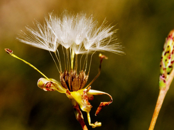 Lactuca serriola (Prickly lettuce) seeds