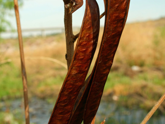 Leucaena leucocephala seed pod