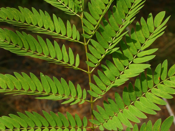 Leucaena leucocephala