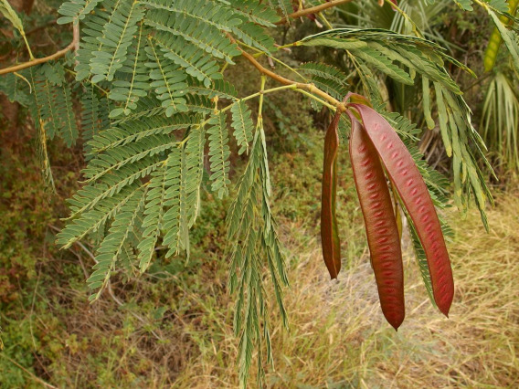 Leucaena leucocephala