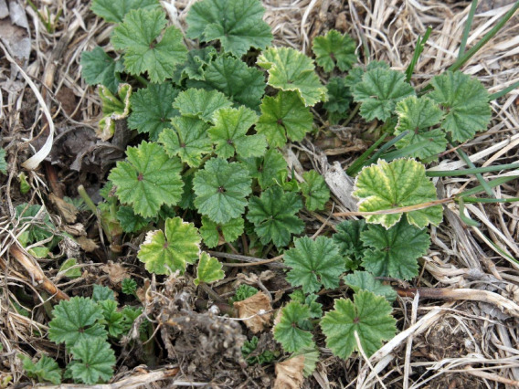 Malva Neglecta (cheeseweed) habitat