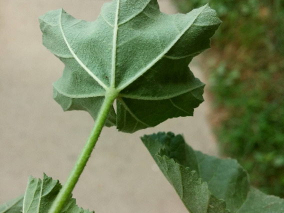 Malva Neglecta (cheeseweed) back of leaf