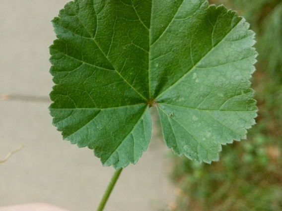 Malva Neglecta (cheeseweed) leaf