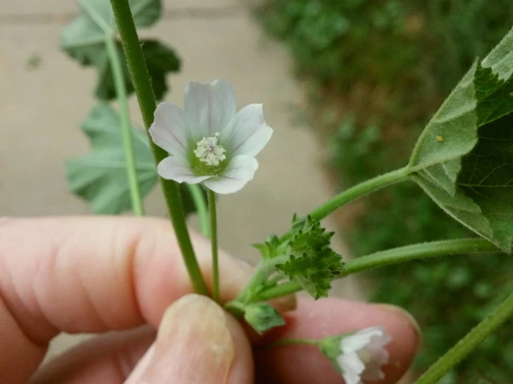 Malva Neglecta (cheeseweed) flower