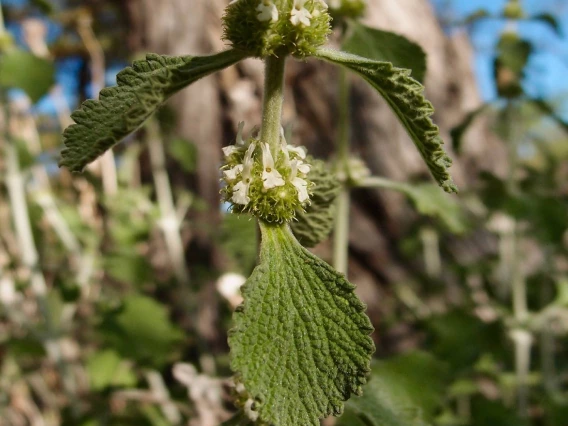 Marrubium vulgare (horehound)