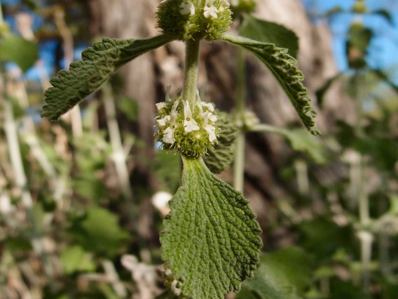 Marrubium vulgare (horehound)