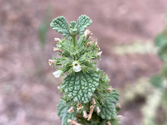 Marrubium vulgare (horehound)