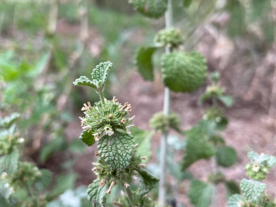 Marrubium vulgare (horehound)